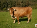 carbuga_carne_buey_gallega