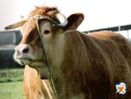 carbuga_carne_buey_gallega