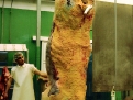 carbuga-carne-buey-gallega